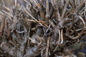 The original plexus of tree branches.