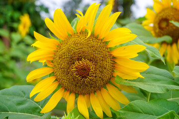 Sunflower fields. Beautiful flowers in the garden. 