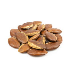 Barking deer’s mango or Wild almond (Irvingia malayana) isolated on white background