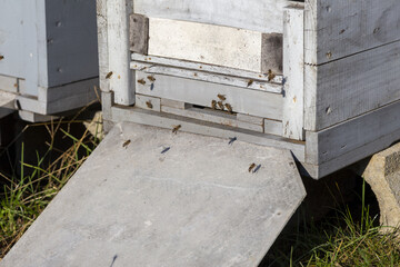 farbige bienenstöcke nebeneinander in der sonne