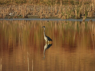 Grey heron on the water