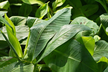 A Group Of Young Cavendish Banana Tree In The Plastic Pot