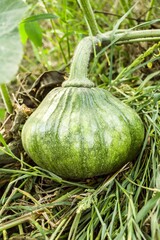 close up green pumpkin tree in garden