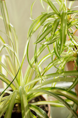 Blurred image of chlorophytum on a windowsill on a sunny day.