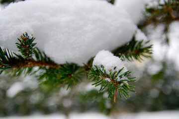 Śnieg na drzewie