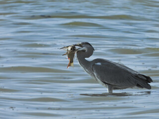 grey heron with fish in its mouth