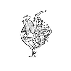 Fototapeta na wymiar Rooster Chicken Brand Image Drawing Icon Logo in black with white background including body feet feathers