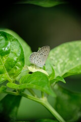Close-up of white little butterfly on leaves in home garden.