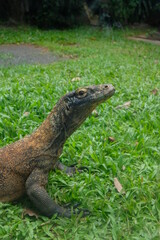 Komodo dragon (Varanus komodoensis) also known as the Komodo monitor