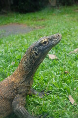 Komodo dragon (Varanus komodoensis) also known as the Komodo monitor
