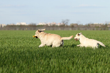 two nice sweet yellow labradors in the park