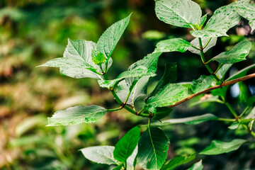 Close-up of Hydrangea leaves