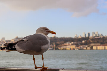 Fototapeta na wymiar close up of a seagull