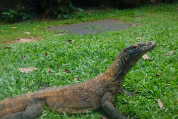 Komodo dragon (Varanus komodoensis) also known as the Komodo monitor