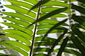 Obraz na płótnie Canvas Close up of green leaves background