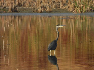 great heron