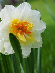 Closeup of daffodil on a green background