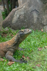 Komodo dragon (Varanus komodoensis) also known as the Komodo monitor