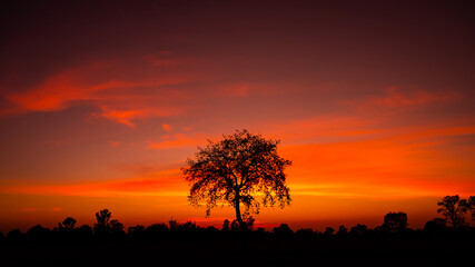 Tree silhouetted against a setting sun.Dark tree on open field dramatic sunrise.amazing sunset and sunrise.