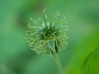 Closeup of flower before petals