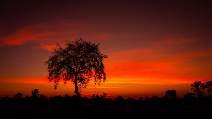 Tree silhouetted against a setting sun.Dark tree on open field dramatic sunrise.amazing sunset and sunrise.