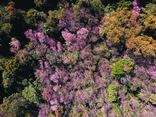 Spring forest,Pink blossom trees and green forest From above