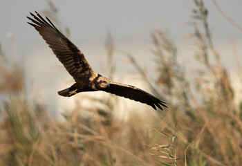 Eurasian Marsh harrier in flight at Asker Marsh, Bahrain