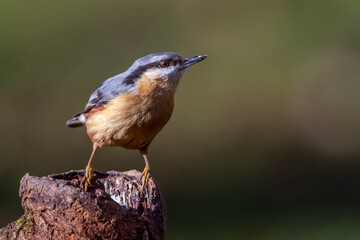 Kleiber (Sitta europaea)