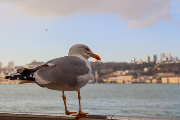 Fototapeta na wymiar close up of a seagull