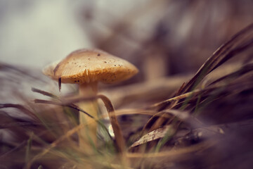 mushroom in the grass