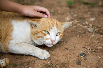 Naklejka na ściany i meble touching stray cat on soil