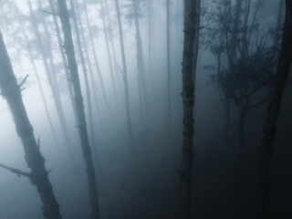Fototapeta na wymiar Fog in the forest in winter In nature alone
