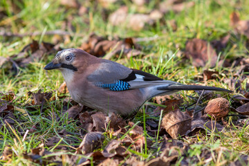 Eichelhäher (Garrulus glandarius)