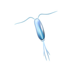 Copepod Plankton Icon