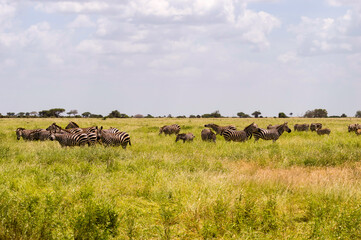 Fototapeta na wymiar A herd of zebras standing on the savannah field with