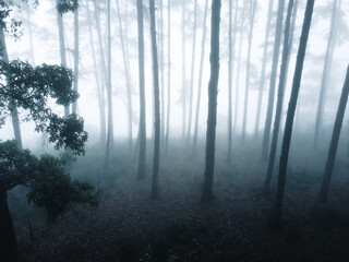 Fog in the forest in winter In nature alone