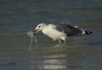 Lesser Black-backed Gull picking up plastic container from water at Busaiteen coast, Bahrain