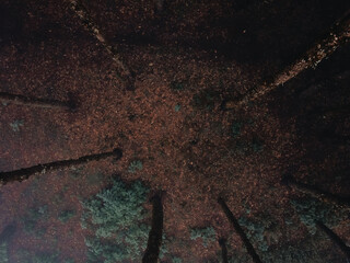 Fog in the forest in winter In nature alone