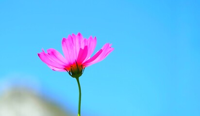 pink gerber daisy