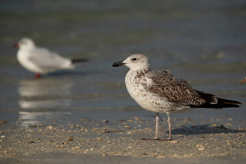 Juvenile Lesser Black-backed Gull at Busaiteen coast, Bahrain