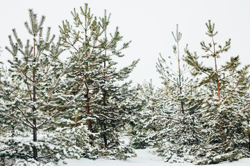 snow-covered trees in winter in the forest