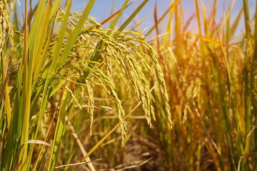 Rice field on rice paddy green color lush growing is a agriculture
