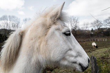 portrait d'un cheval blanc dans le pré