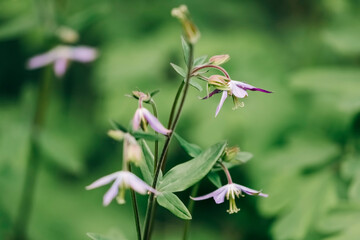 Close-up of columbine flower