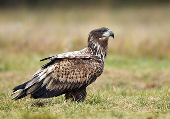 White tailed eagle ( Haliaeetus albicilla )