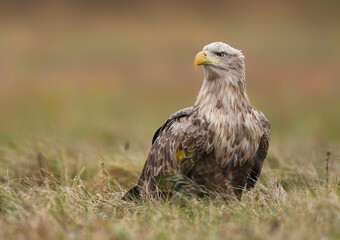 White tailed eagle ( Haliaeetus albicilla )