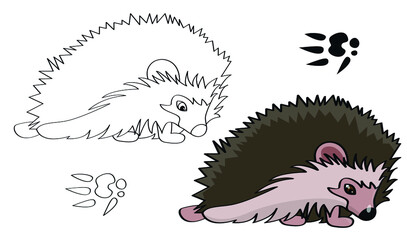 picture of a hedgehog for teaching, including a footprint