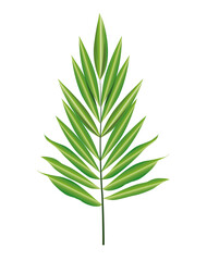 tropical palm leaf nature icon