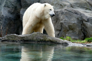 Polar bear in the Zoo
