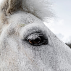 portrait d'un cheval blanc dans le pré